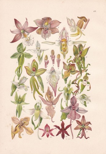 Epipactis palustris - ,
