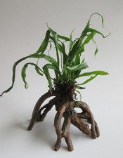 Wurzel mit Microsorium pteropus -Javafarn Mangrove Aquarienpflanze Aquarium Deko