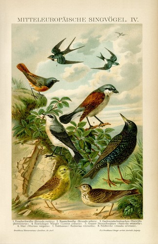 Singvögel schwalbe schmätzer - singvögel,