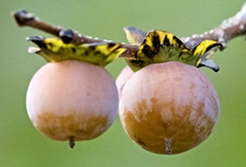 Pflanzen-Samen von der