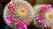 Mammillaria spinosissima