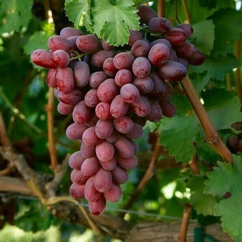 Kernlose weinrebe weintrauben - kernlose,
