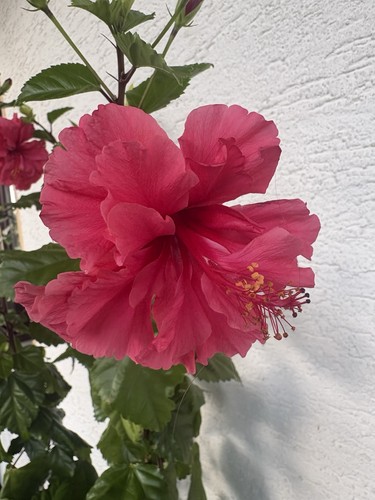 Hibiskus rosa sinensis - hibiskus, rosa-sinensis