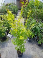 Acer palmatum Summer Gold 140-150cm, Japanahorn, gelber Fächerahorn