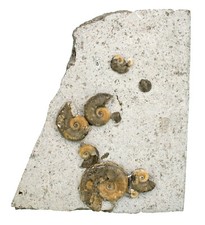 Lias Schaustufe  Lytoceras fimbriatum & Tiltoniceras antiquum  Schandelah KE22-1