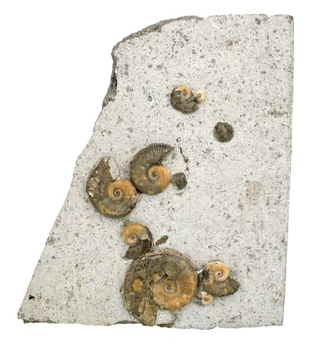 Lias schaustufe lytoceras - ,