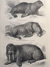 Original graphic fauna: seal