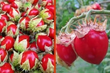 LITCHI TOMATE - SPINA TOMATE