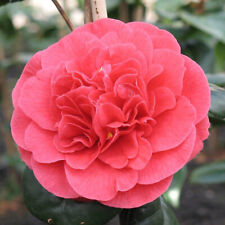 Camellia japonica Pflanze