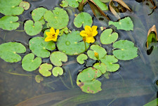 4x Seekanne MiniSeerose für