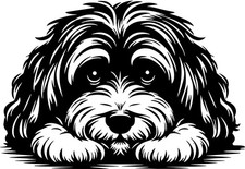 HAVANESER Aufkleber - Autoaufkleber - Bichon Havanese Havaneser Kopf #51