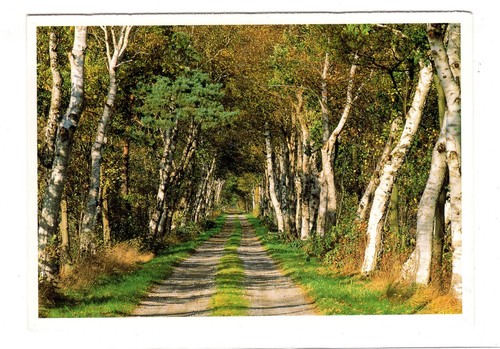 Ansichtskarte birkenweg bei - ak,