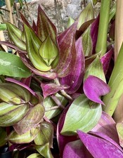 Tradescantia zebrina „Discolor“ - Stecklinge - Zimmerpflanze