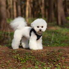 Kleiner Hund Atmungsaktives