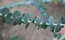 Samen echter eukalyptus - samen,