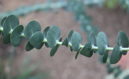 Samen echter eukalyptus - echter,