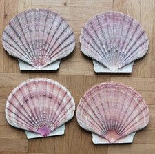 Jakobsmuscheln Schale Flach