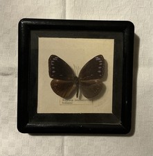 Euploea Leucostictos Hobsoni