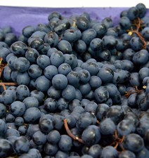 Große blaue weinrebe nero - große,