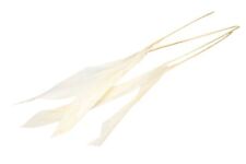 NaDeco Aspidistra, 5 St  50-60cm | Trockenblumen | Boho-Deko | Naturdeko