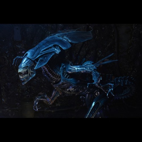 Neca aliens xenomorph - neca,
