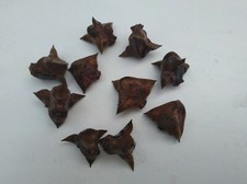 1 Stk winterhart Nuss Wassernuss Trapa natans Schwimm und Teichpflanzen