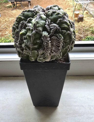 Astrophytum myriostigma yoroi - astrophytum,