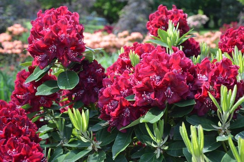 Rhododendron stecklinge rot - rhododendron,