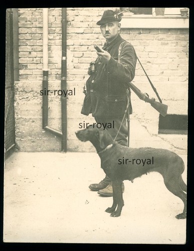 Deutsch kurzhaar hund - hund, und