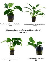 Wasserpflanzen Set 4 Anubias +