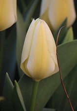 20 Tulpen Purissima