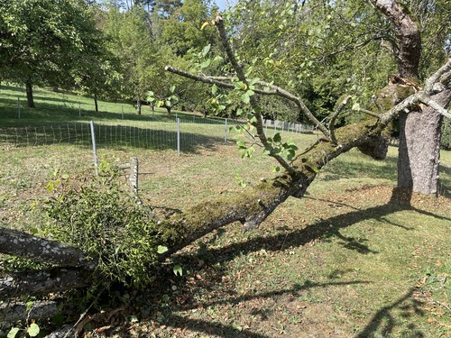 Brennholz baumstamm rundholz - brennholz,,