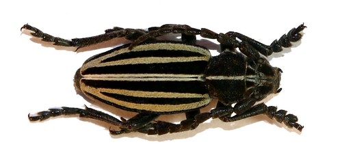 Coleoptera cerambycidae - coleoptera,,