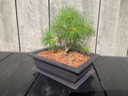 Bonsai kiefer samen - bonsai,
