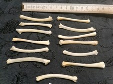 Echte Tier Knochen Hexen