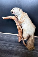 Steinmarder Tierpräparat