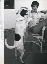 Press Photo Susi Stunt Dog