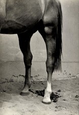 Foto Pferd, Pferdehufe, Tier, Pferdeschweif - 11143534