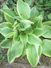 Hosta sieboldiana "Wide Brim"
