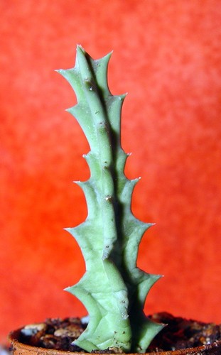 Orbea lutea groß - orbea,
