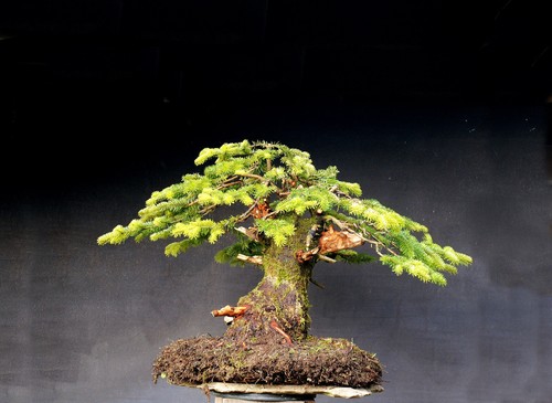 Bonsai outdoor winterhart