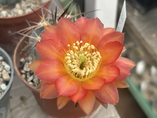 Acanthocalycium hovenii