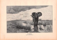 Der Einsiedler - Wilhelm