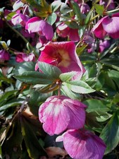 25 Samen Christrose rot  Lenzrose Schneerose Nieswurz winterhart 2025 d