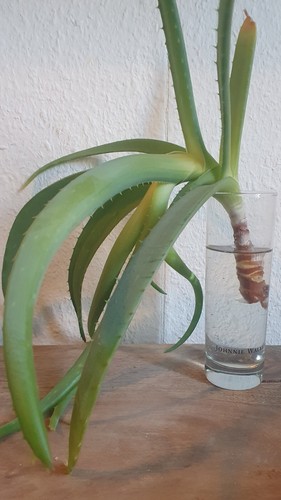 Aloe vera ableger ohne wurzeln - vera,