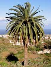 SAMEN Kübel KANARISCHE