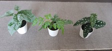 Neu ikea fejka 3er set - !,