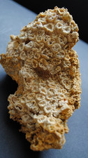Fossilien, Korallen und
