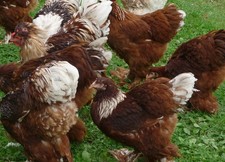 10 (keine) Bruteier Brahma rot