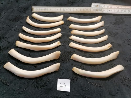Echte tier knochen hexen - tier,